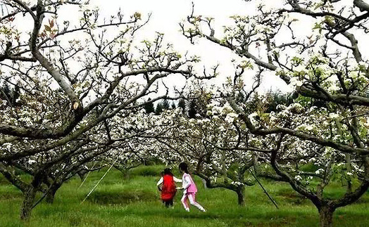 Flowery scenes and mountain air: forest run attracts nature lovers