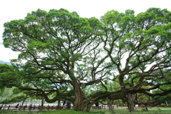 Fuzhou Forest Park