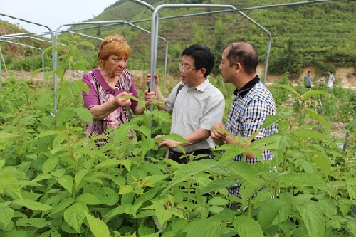 Bulgarian Fruit Base established in Pingnan