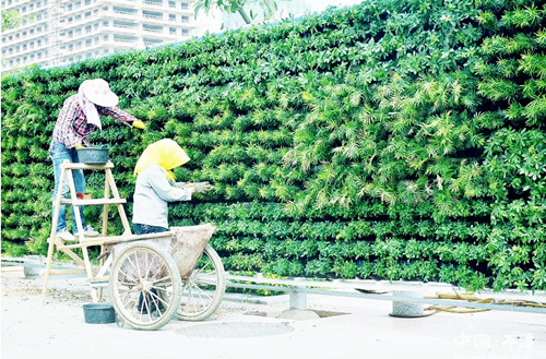 Taiwan's 'green wall' appears in Pingtan