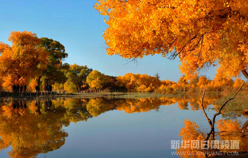 Picturesque poplar groves in NW China