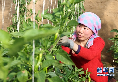 It's the busy season for farmers in NW China