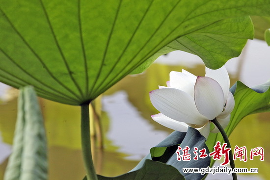 Lotus flowers blossom in Zhanjiang