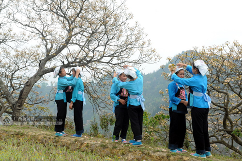 Tian'e holds fourth tung flower festival