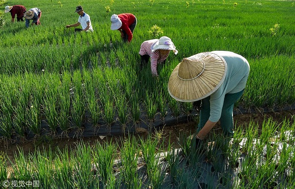 Experts help farmers in Guizhou get more out of land