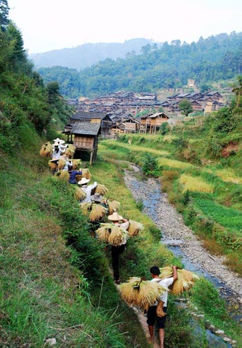 Rice harvest in Guizhou