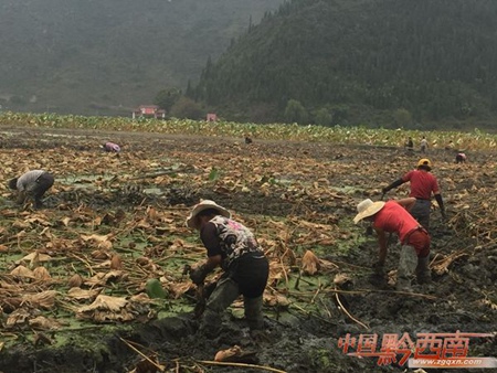 Anlong lotus growing improves local incomes