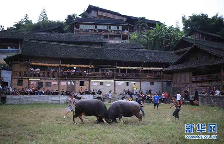 Celebrating the new harvest with the Miao of Southwest China