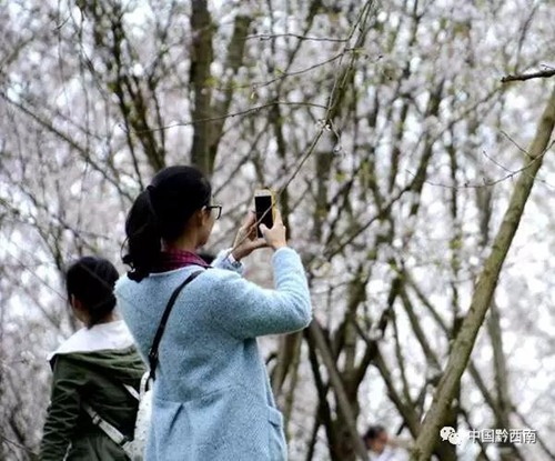 Cherry trees in Lutun burst in full bloom