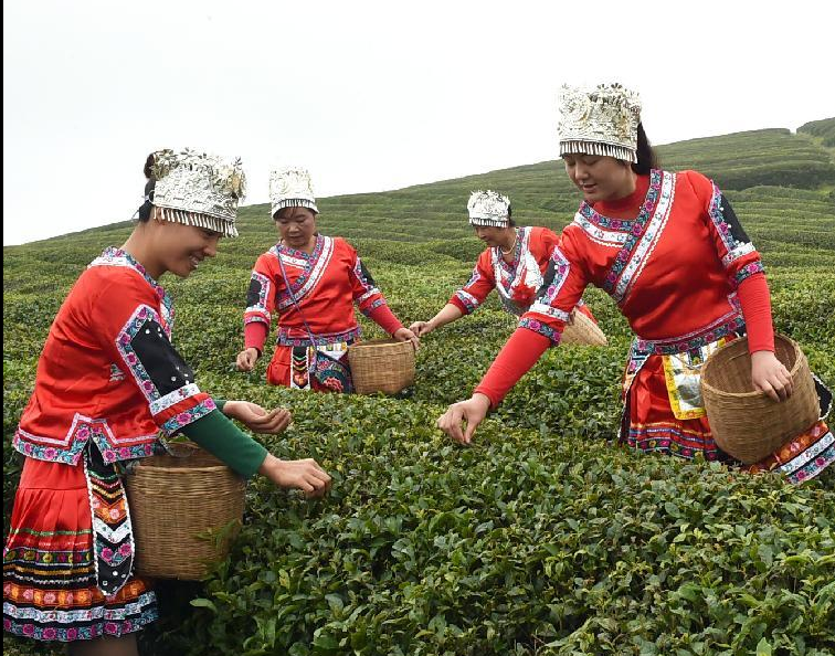 Tea growers pick up tea leaves in SW China