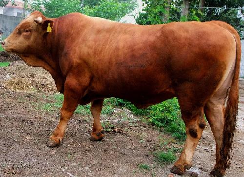 Nanyang yellow cattle