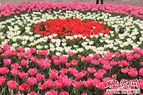 Breathtaking flower show opens for the first time in Nanyang