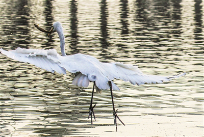 Migrating birds gather at Baihe Wetland