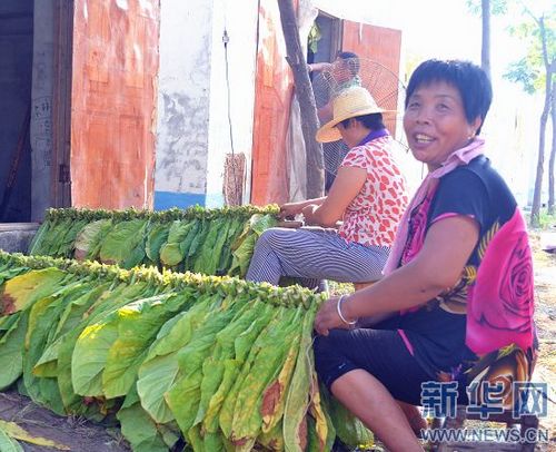 Tobacco harvest comes to Ruzhou