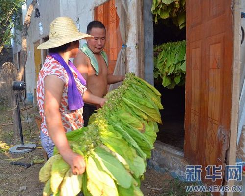 Tobacco harvest comes to Ruzhou