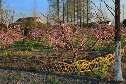 Huaqiao in early spring