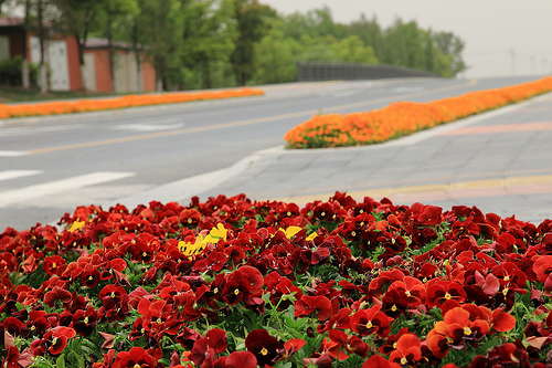 Picturesque Huaqiao in May