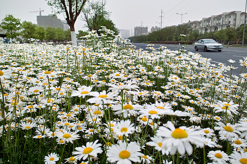 Picturesque Huaqiao in May