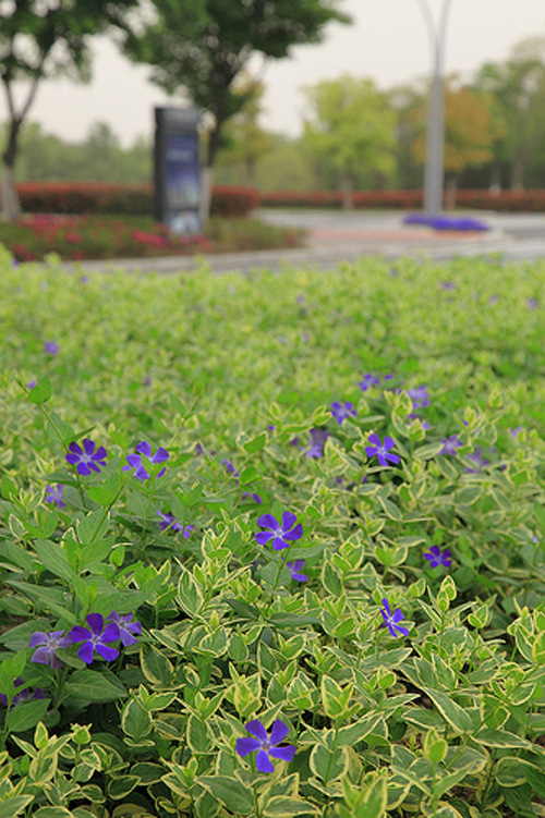 Picturesque Huaqiao in May