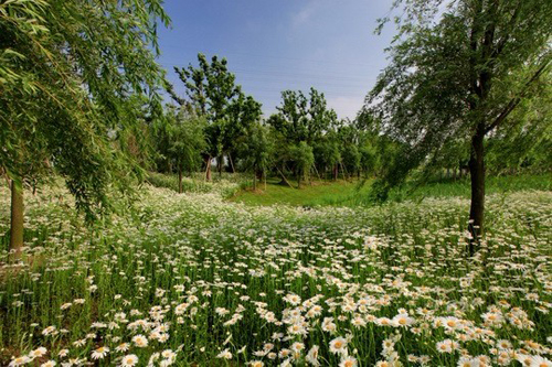 Suzhouhe Riverside Wetland Park completes phase one