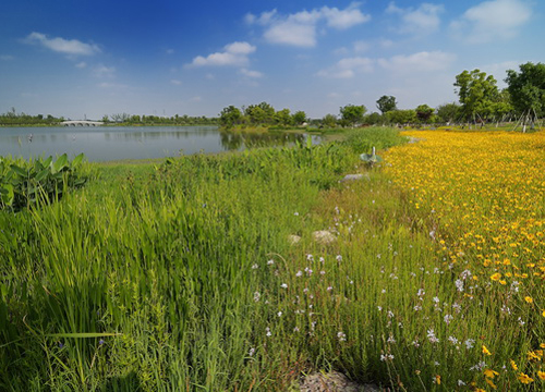 Qiaoyuan Park: Kunshan’s first provincial wetland park