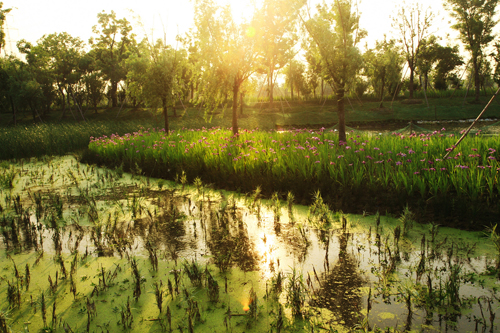 Riverside Scenic Belt introduces new water purification