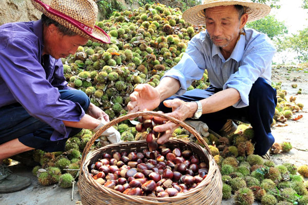 Good harvest is around China this autumn