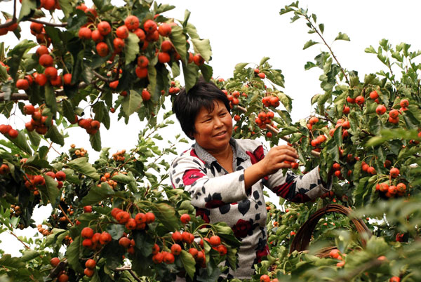 Good harvest is around China this autumn