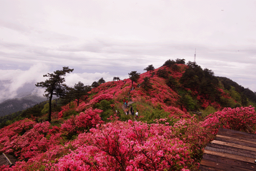 Macheng Tortoise Mountain