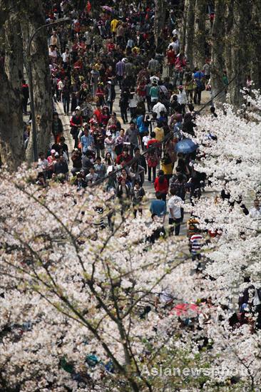 Cherry blossoms in full bloom in Wuhan