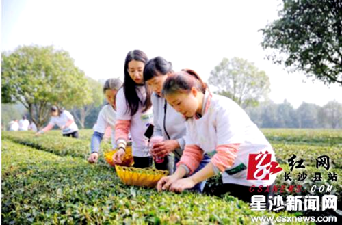 Changsha county hails the start of tea season