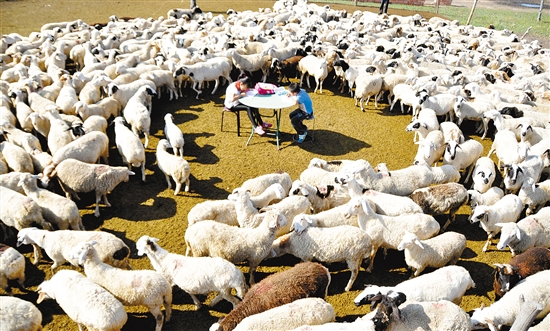 Photographs celebrate Inner Mongolia’s 70th anniversary