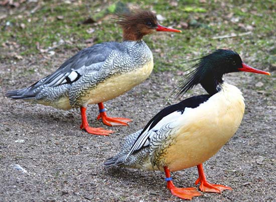 Endangered scaly-sided merganser appears in Tongliao