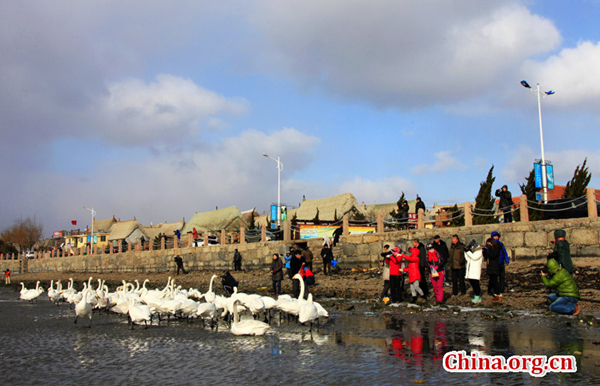 Swan nature reserve in Yandunjiao Village