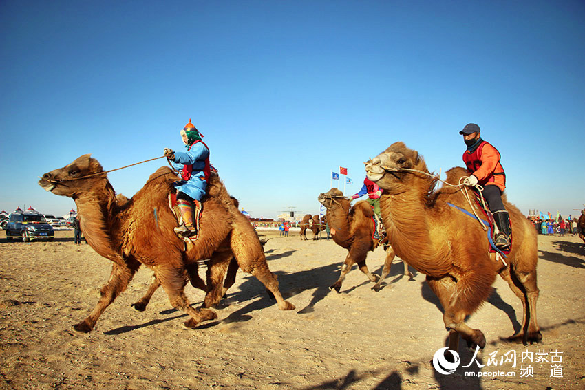 Camel race begins in Bayannur