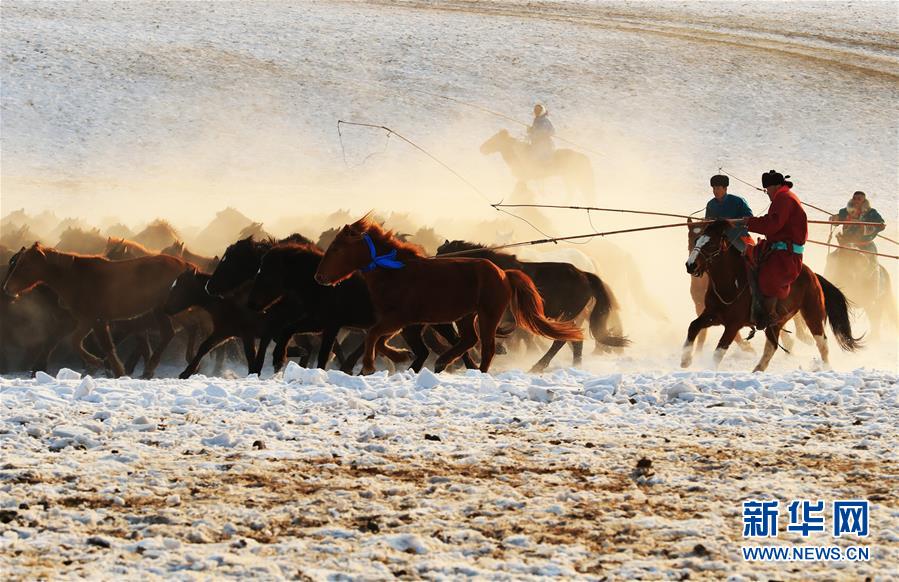 Horses gallop through snow-covered land