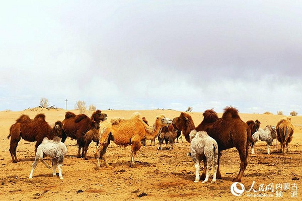 Red camel delivers white baby twins