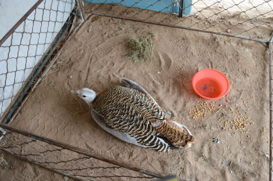 Great bustard rescued on Xilin Gol grassland