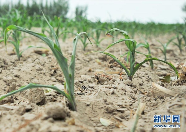 Eastern farmland suffers drought