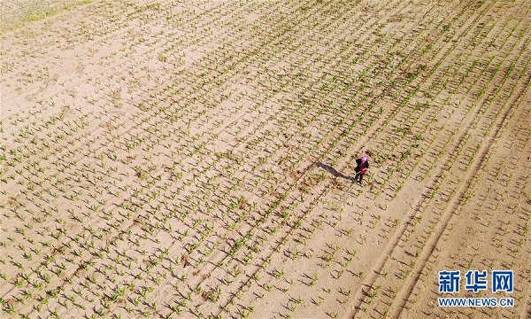 Eastern farmland suffers drought