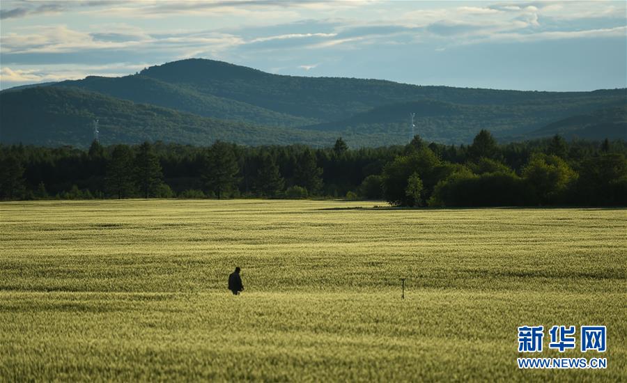 Breathe in the midsummer air on Hulunbuir Prairie