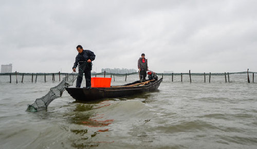 Crab harvest in China's Yangcheng Lake