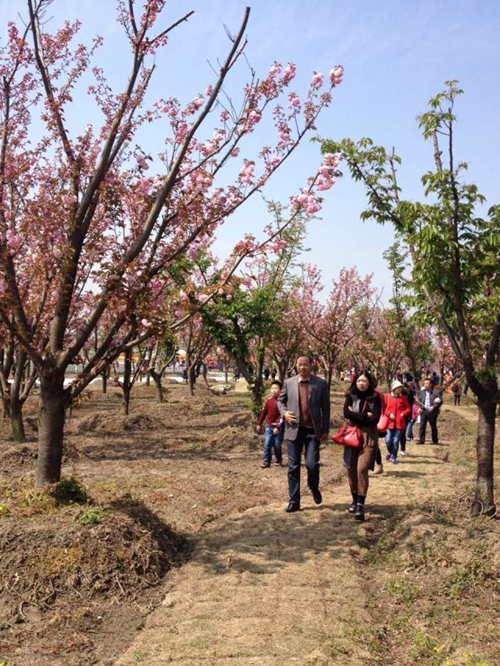 Enjoy cherry blossoms in and around Kunshan