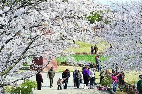 Enjoy cherry blossoms in and around Kunshan