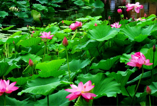 Lotus blossoms in Nengda Central Park