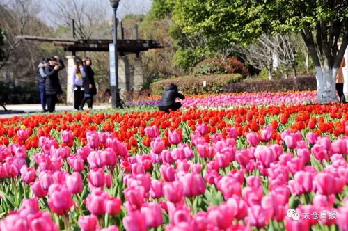 Garden of 100,000 tulips dazzles Taicang