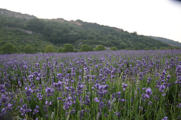 Xuelang Mountain Ecological and Scenic Garden