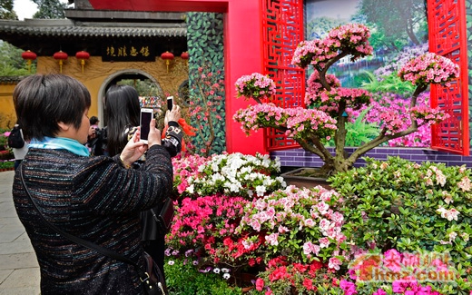 China Rhododendron Exhibition opens in Wuxi