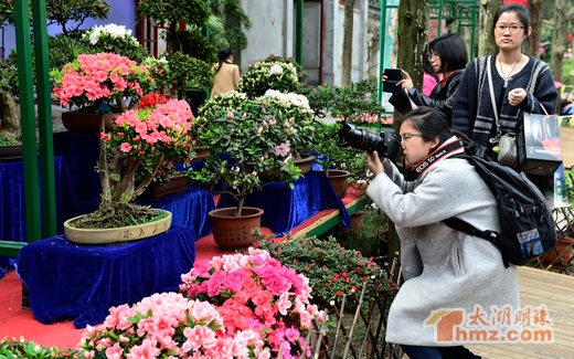 China Rhododendron Exhibition opens in Wuxi