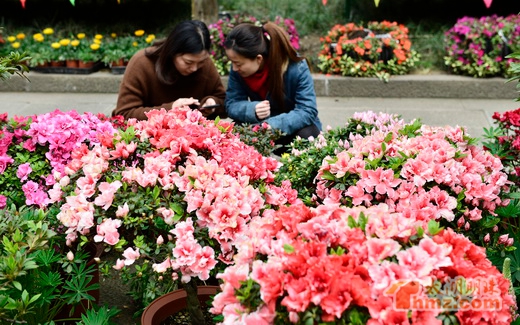 China Rhododendron Exhibition opens in Wuxi